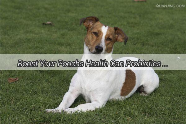 Boost Your Poochs Health Can Probiotics Be a Lifesaver for Sick Dogs